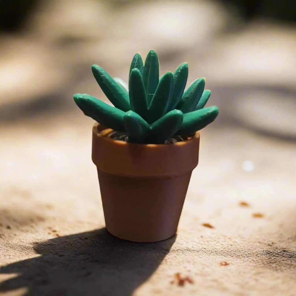 Succulent outside on a rock in a clay pot