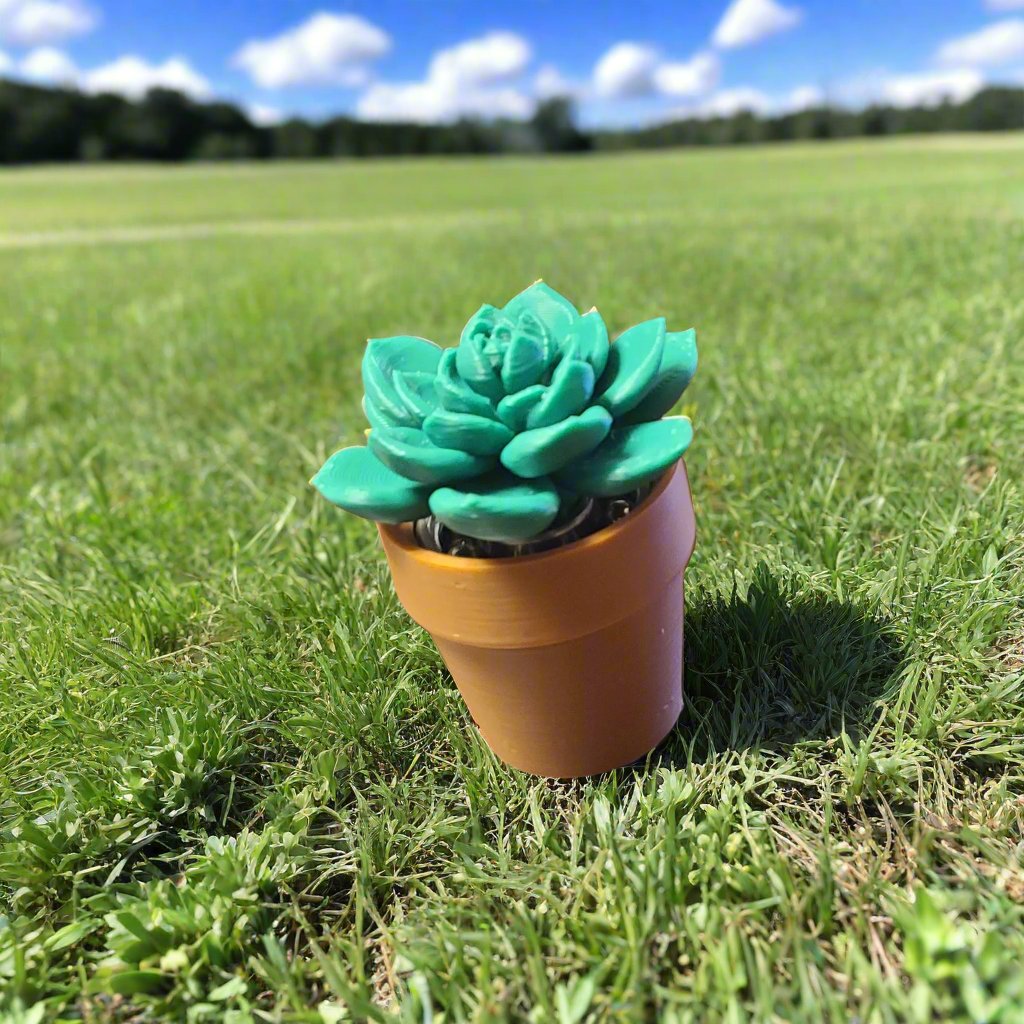 Succulent in clay pot in a field out sky.
