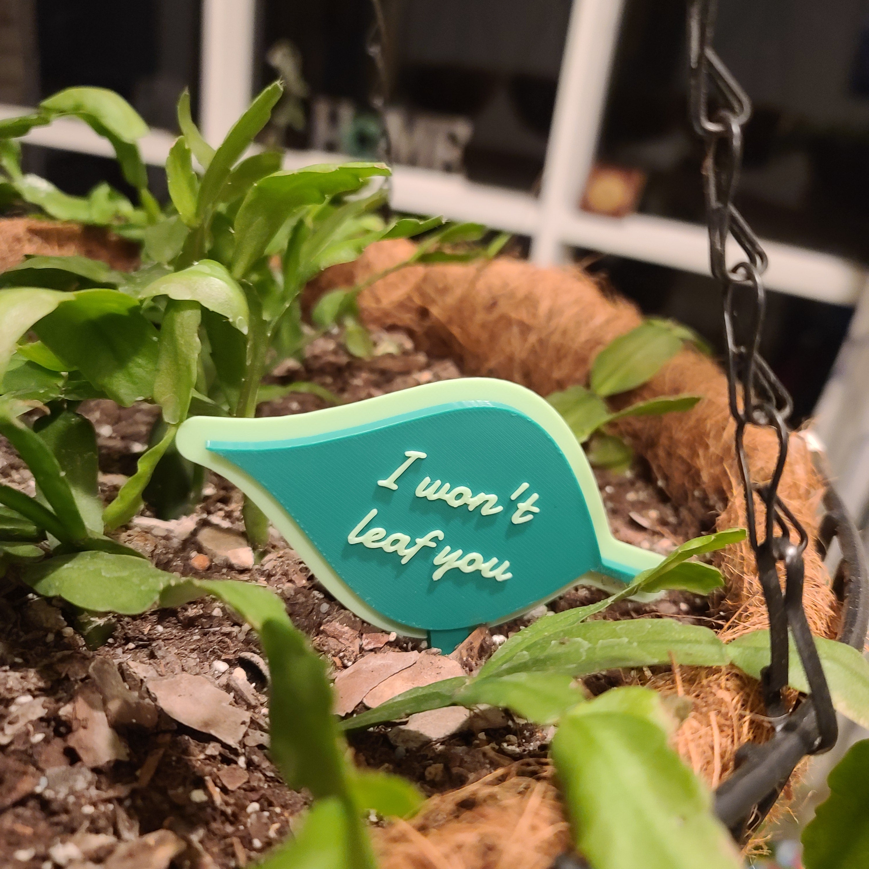 There is a hanging pot full of soil with a Christmas cactus growing in the soil. there is a stake in the soil in the shape of a leaf with the text 'I won't leaf you' in the middle.