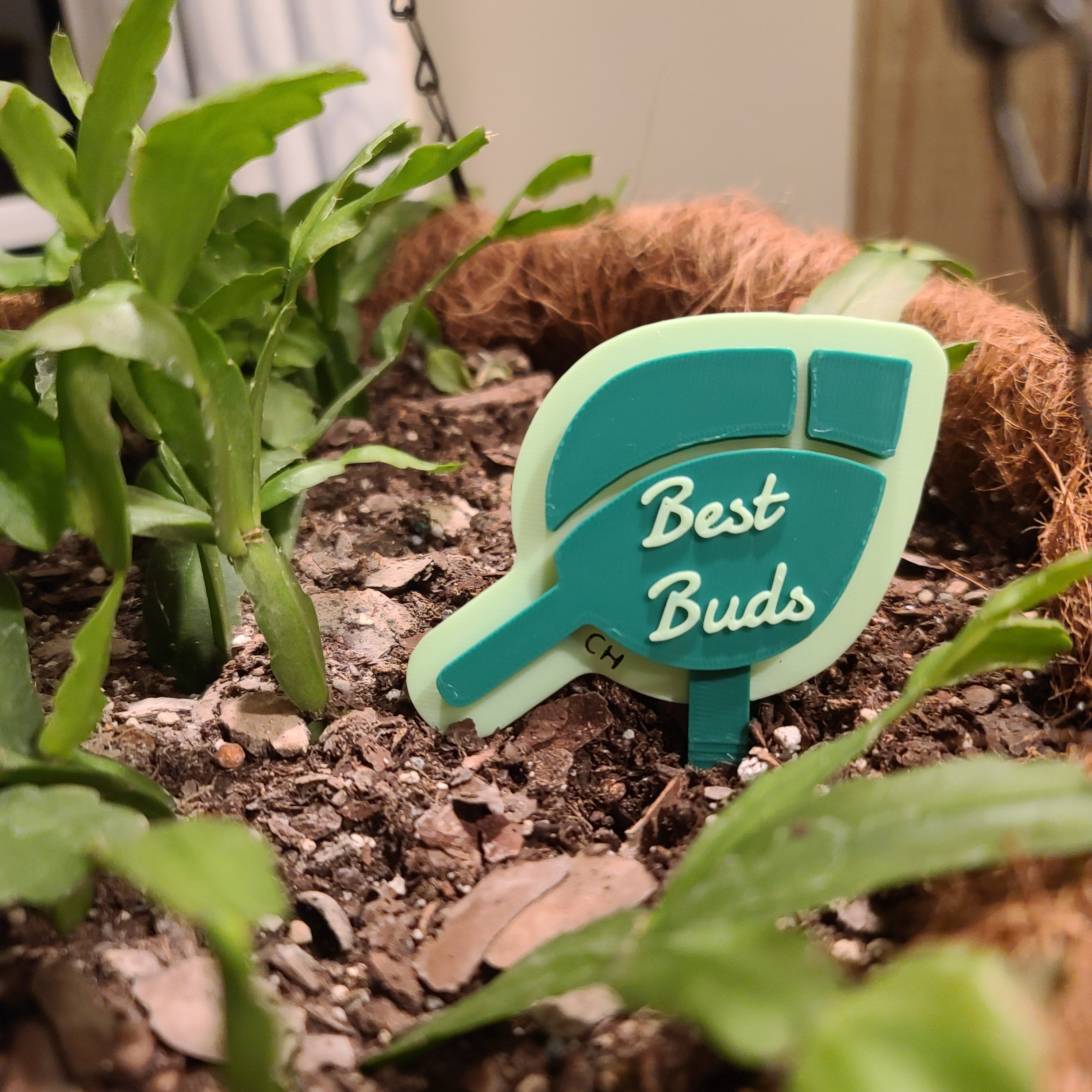 There is a hanging pot full of soil with a Christmas cactus growing in the soil. there is a stake in the soil in the shape of a plant bud with the text 'Best Buds' on it.