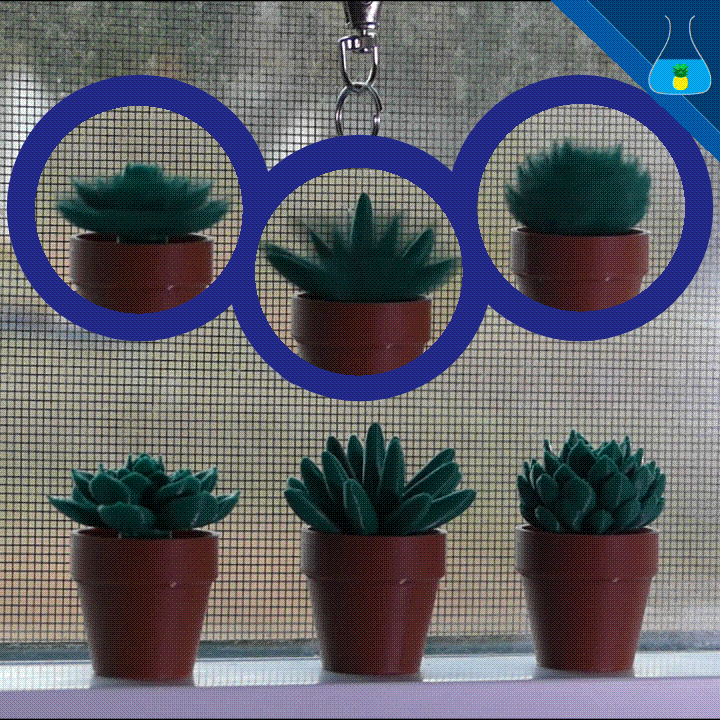 Three succulents in clay pots. There is a video above each plant showing spinning motion.