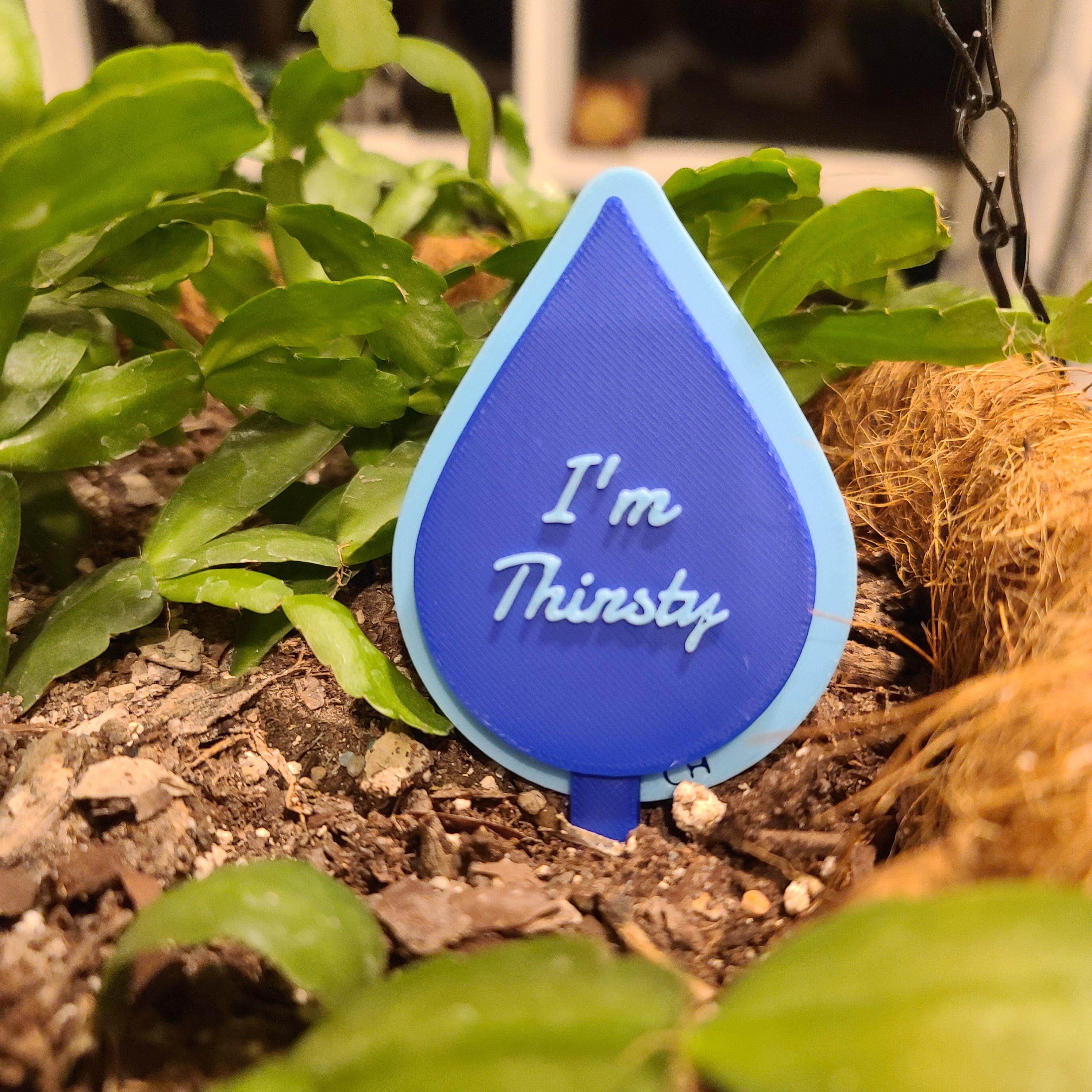 There is a hanging pot full of soil with a Christmas cactus growing in the soil. there is a stake in the soil in the shape of a water drop with the text 'I'm Thirsty' in the middle.