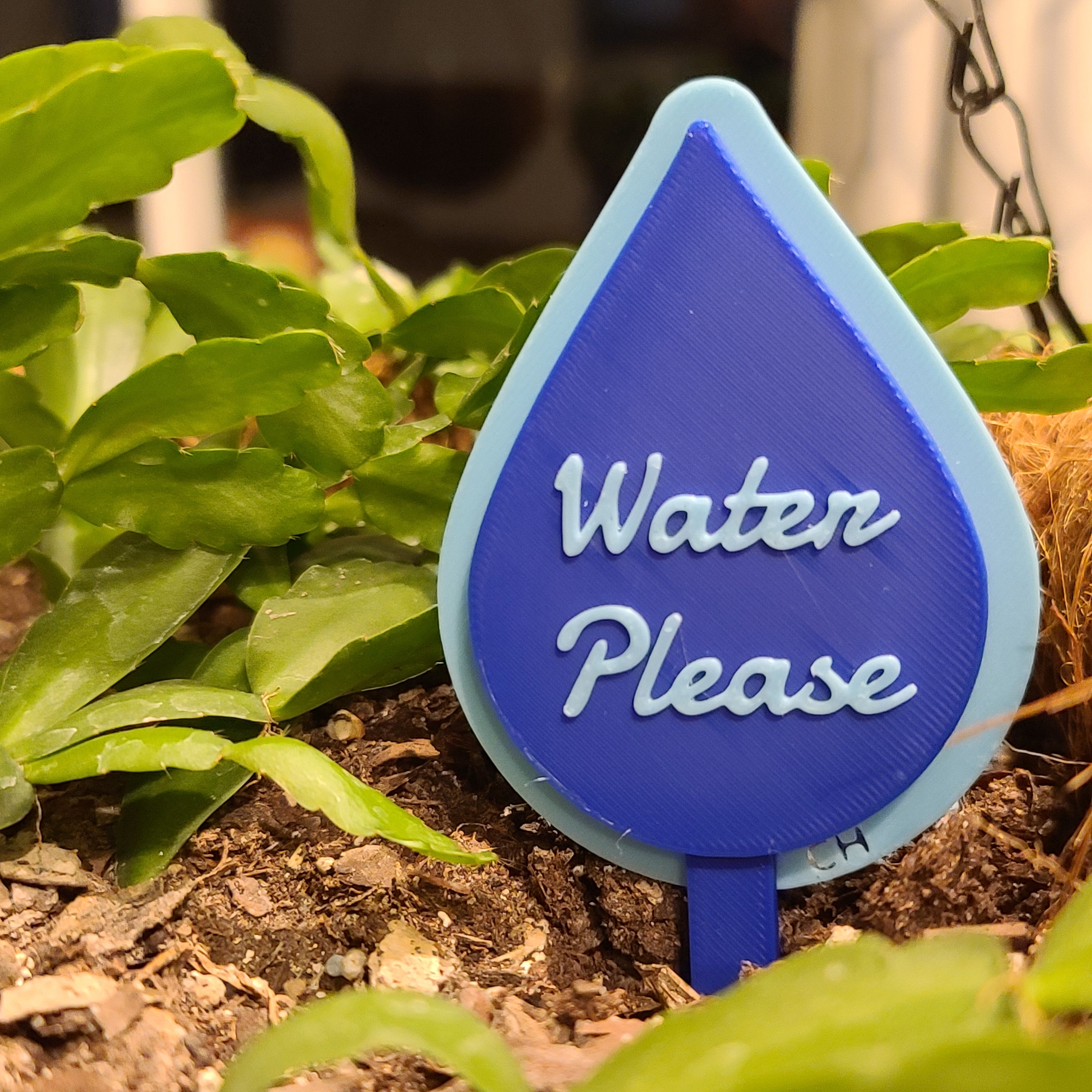 There is a hanging pot full of soil with a Christmas cactus growing in the soil. there is a stake in the soil in the shape of a water drop with the text 'Water Please' in the middle.