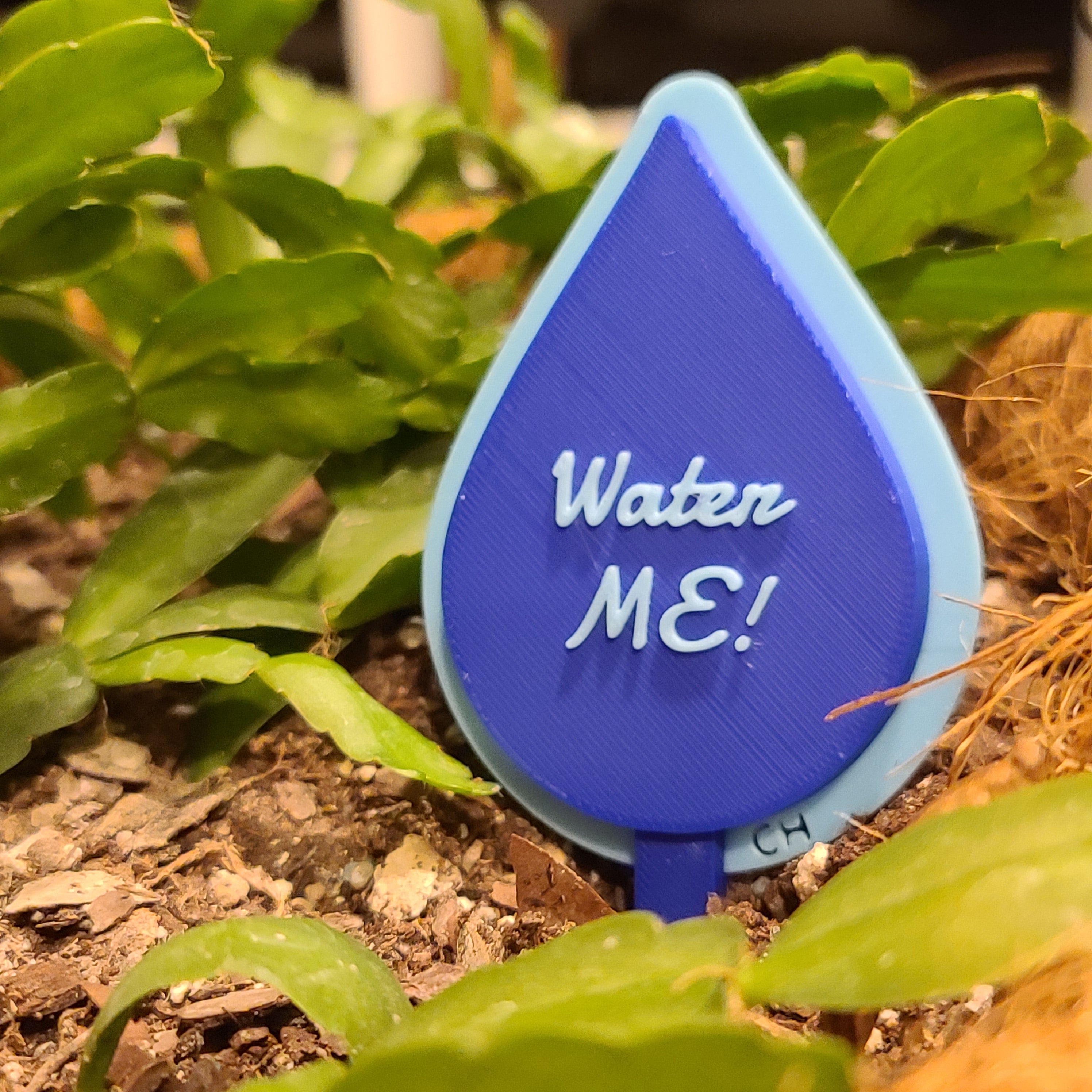 There is a hanging pot full of soil with a Christmas cactus growing in the soil. there is a stake in the soil in the shape of a water drop with the text 'Water ME!' in the middle.