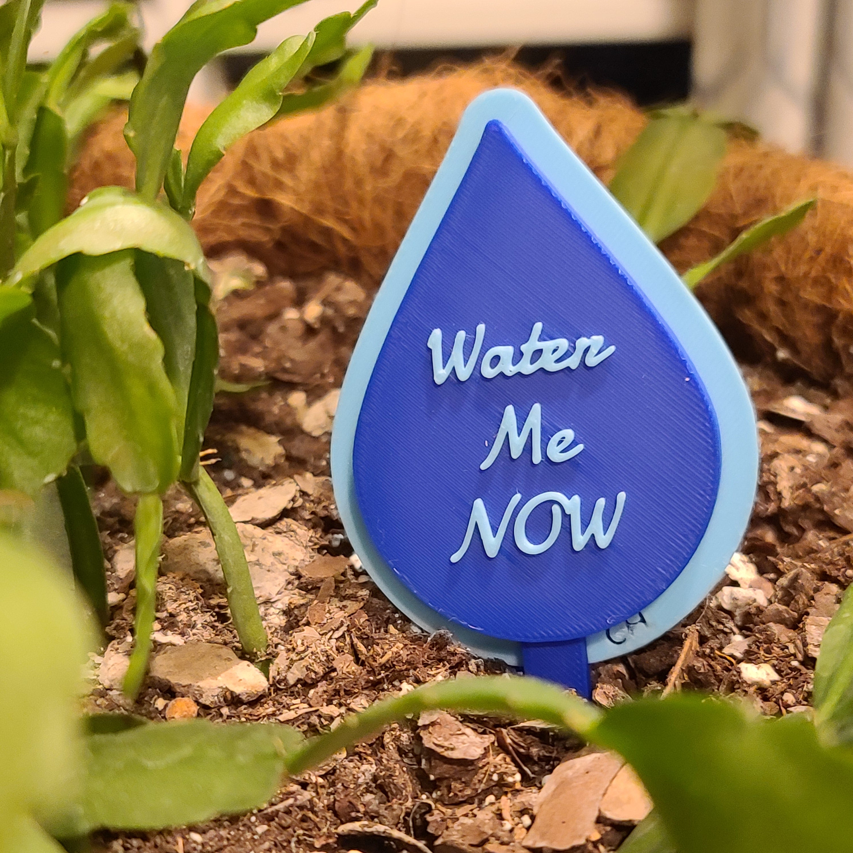There is a hanging pot full of soil with a Christmas cactus growing in the soil. there is a stake in the soil in the shape of a water drop with the text 'Water Me NOW' in the middle.