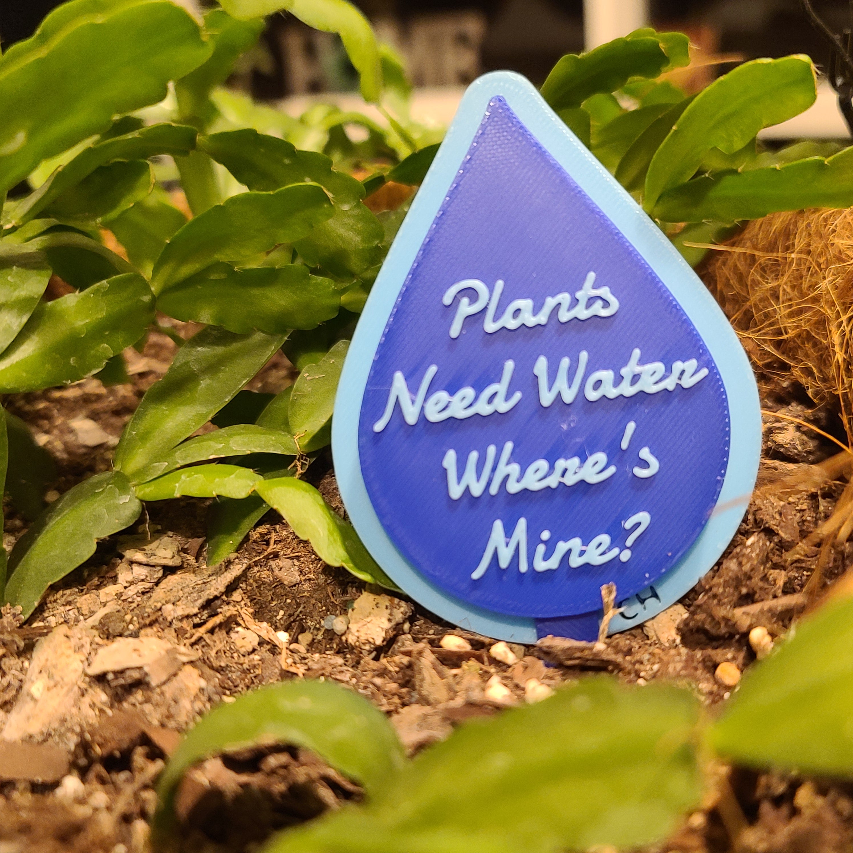 There is a hanging pot full of soil with a Christmas cactus growing in the soil. there is a stake in the soil in the shape of a water drop with the text 'Plants Need Water Where's Mine?' in the middle.