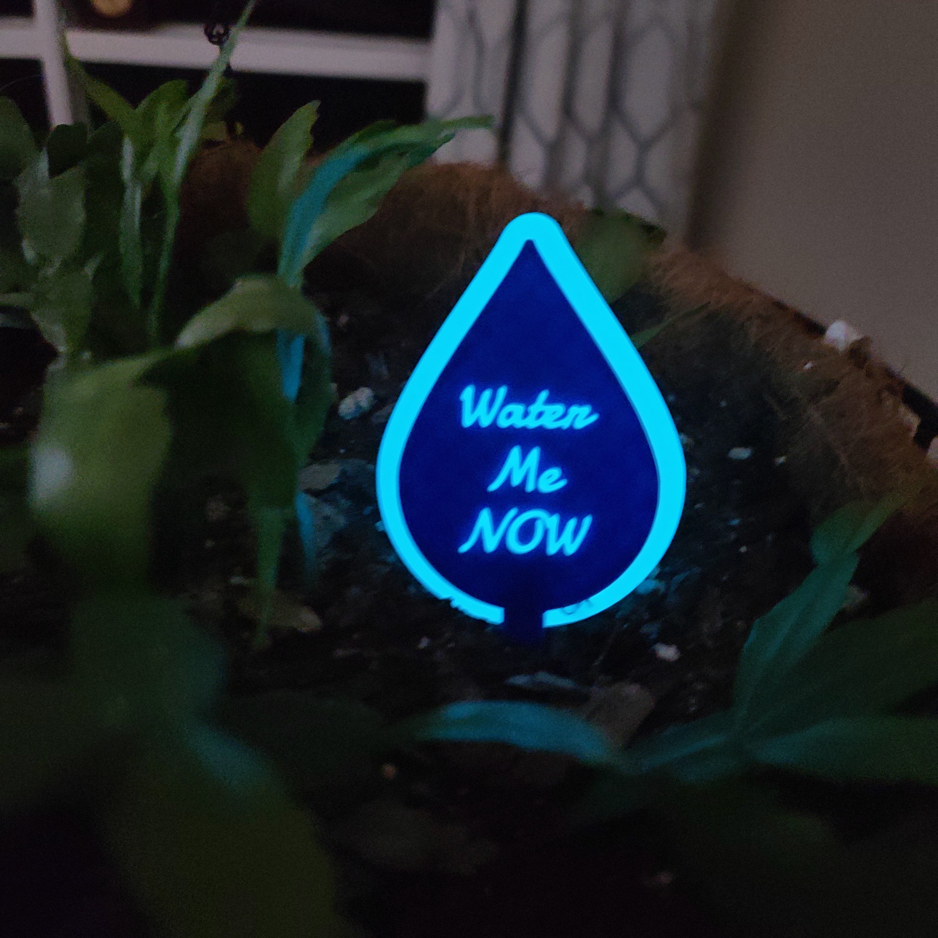 There is a hanging pot full of soil with a Christmas cactus growing in the soil. there is a stake in the soil in the shape of a water drop with the text 'Water Me NOW' in the middle. The ring around the water drop and the text are both softly glowing blue.