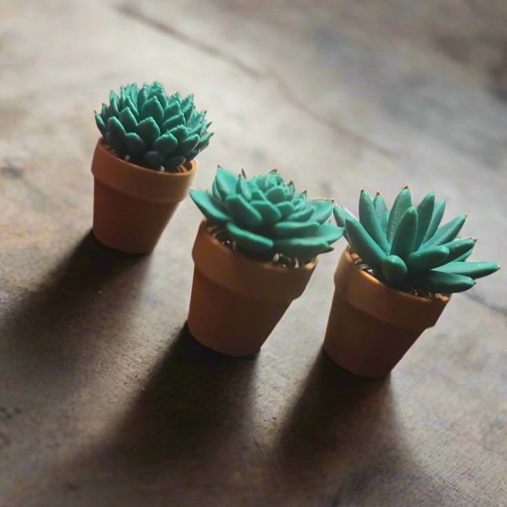 three succulent plants on a rock