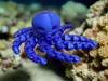 blue octopus fidget made by chuganations 3d lab in the united states