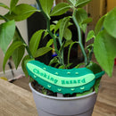 Cucumber Toppers - G2 Compatible Toppers